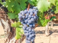francis-coppola-vineyard-9