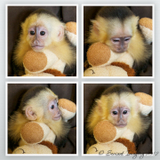 monkey-collage
